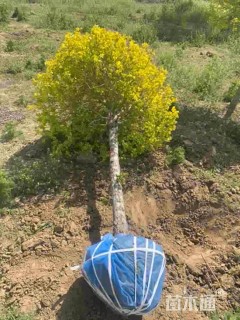 冠幅110厘米金叶榆球