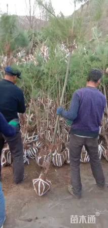 高度100厘米华山松