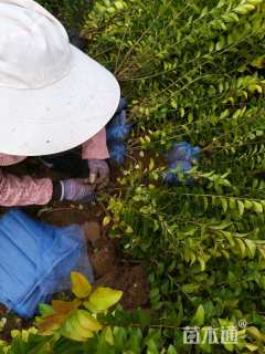 高度70厘米金叶女贞