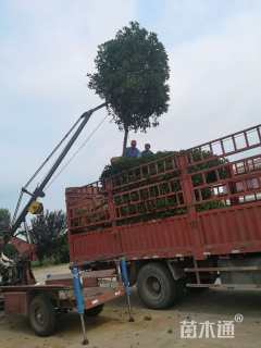 冠幅170厘米红叶石楠球