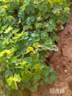 高度20厘米耧斗菜