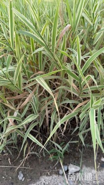 高度60厘米玉带草