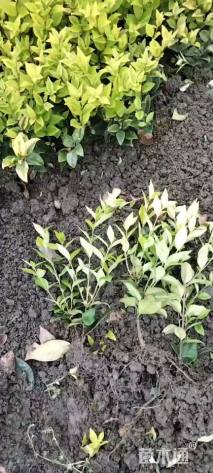 高度25厘米金森女贞