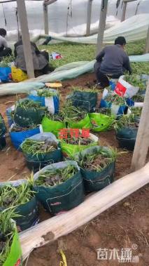 高度25厘米吉祥草