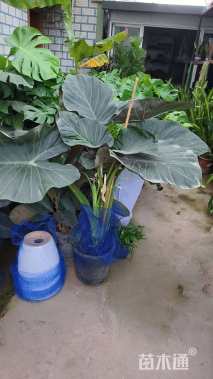 高度60厘米海芋