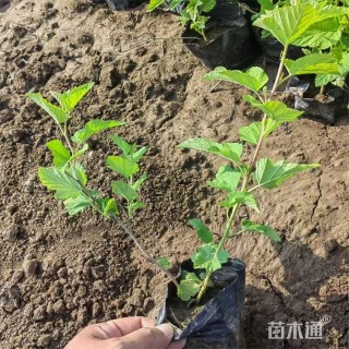 高度40厘米金叶风箱果