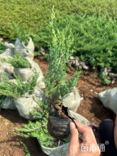 高度40厘米铺地柏