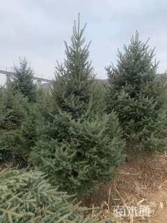 高度350厘米云杉