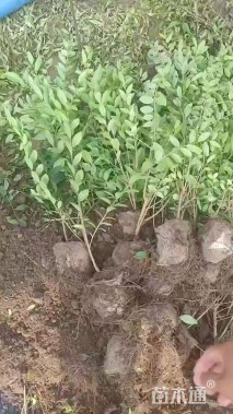 高度60厘米水蜡