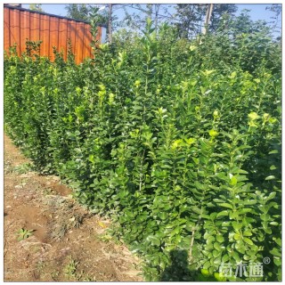 高度60厘米北海道黄杨小苗