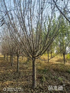 15公分绚丽海棠