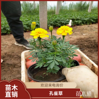 高度35厘米孔雀草