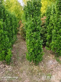 高度150厘米北海道黄杨柱