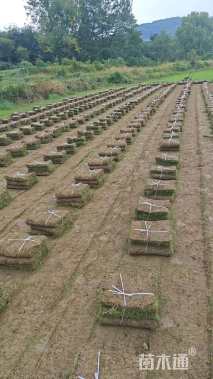 草卷状马尼拉草