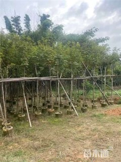 5公分黄花风铃木