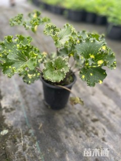 高度40厘米大吴风草