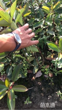 高度50厘米红叶石楠小苗