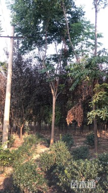 14公分黄山栾树