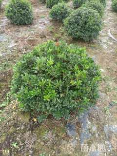 冠幅180厘米海桐球