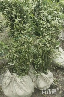 高度120厘米蔷薇