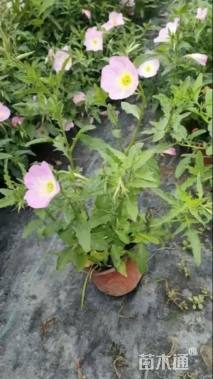 高度30厘米美丽月见草