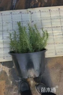 高度30厘米迷迭香