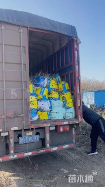 高度20厘米蛇鞭菊