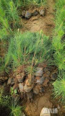 高度100厘米黑松