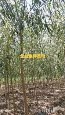 高度220厘米柽柳