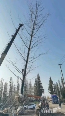 15公分鸭尾银杏