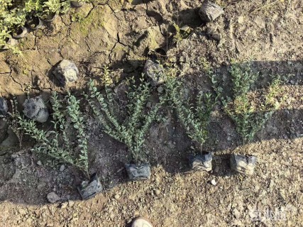 高度40厘米银姬小蜡