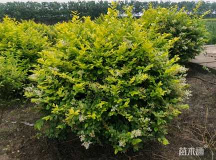 冠幅120厘米金叶女贞球