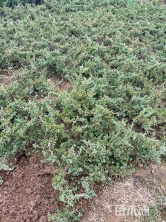 高度30厘米铺地柏