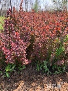 高度500厘米红叶小檗