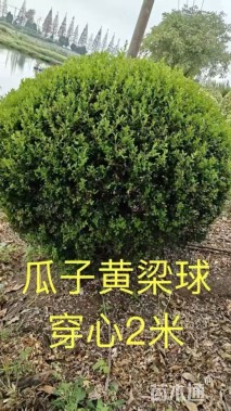 冠幅150厘米小叶黄杨球