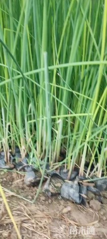 高度40厘米水葱