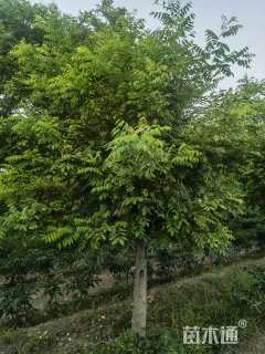 15公分矮接金枝槐