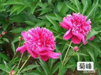 高度50厘米牡丹