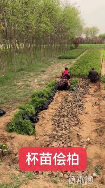 高度50厘米桧柏