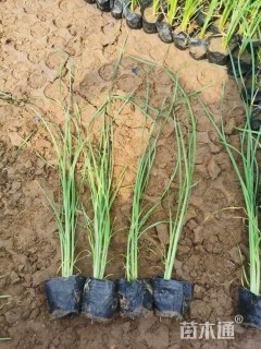 高度40厘米香蒲