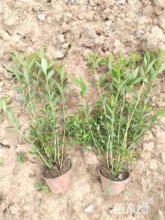 高度25厘米粉花绣线菊