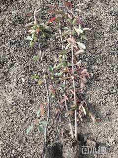 高度150厘米法国冬青