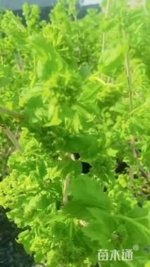 高度60厘米木绣球