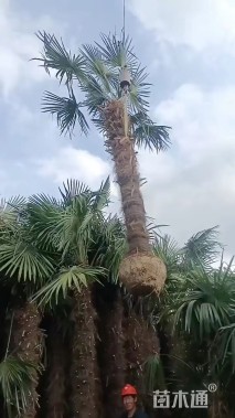 裸干高300厘米棕榈