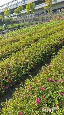 高度20厘米丰花月季