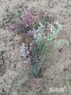 高度40厘米红叶小檗小苗