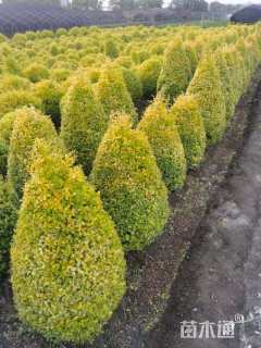 高度80厘米亮金女贞