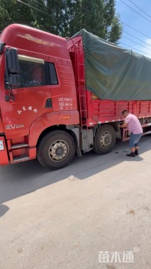 高度40厘米花叶玉蝉花