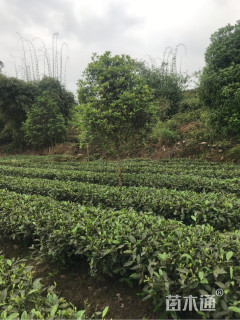 7公分桂花