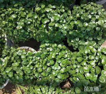 高度50厘米香菇草